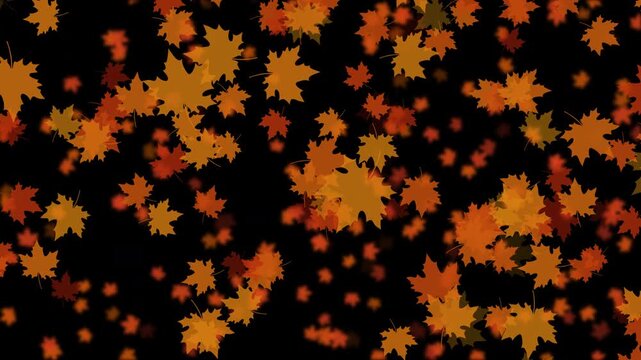 紅葉 カエデ 大 下降 紅葉色01 パターン03 ループ 10秒（透過背景）
