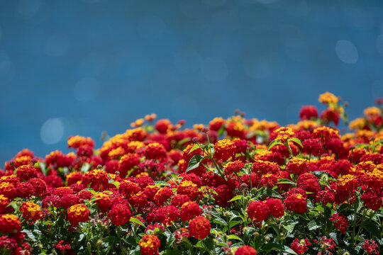 Lantana camara en fleurs