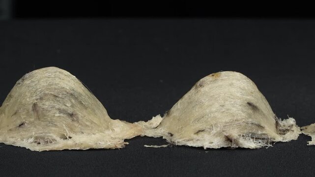 Macro panning shot past individual raw swiftlet bird's nests on black.