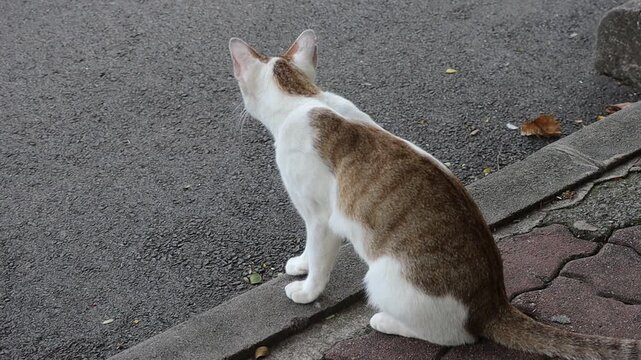 White and Brown Tabby Cat Sitting on a Curb and Looking Around