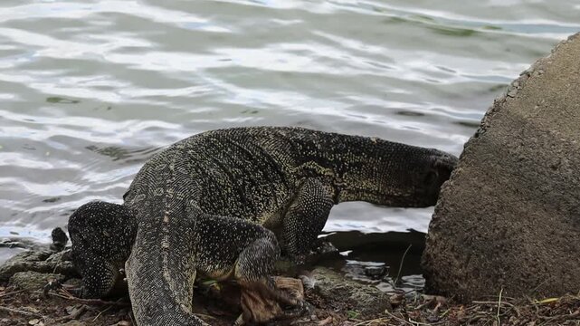 Large Monitor Lizard Crawling into a Drainage Tunnel by the River