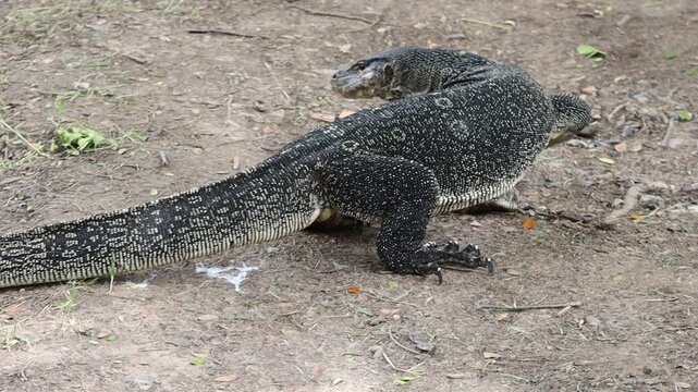 Large Monitor Lizard Flicking Its Tongue While Walking on Ground