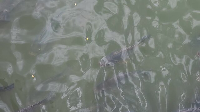 Group of Tilapia Fish Swimming Together in Murky Water. Top View.