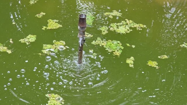 Small Water Fountain Spout Bubbling in a Green Pond