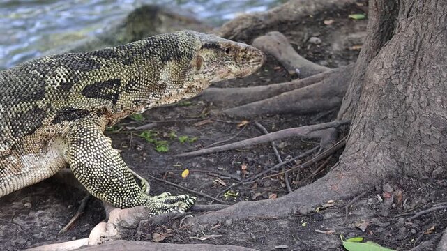 Close-up of a Monitor Lizard Resting on a Riverbank