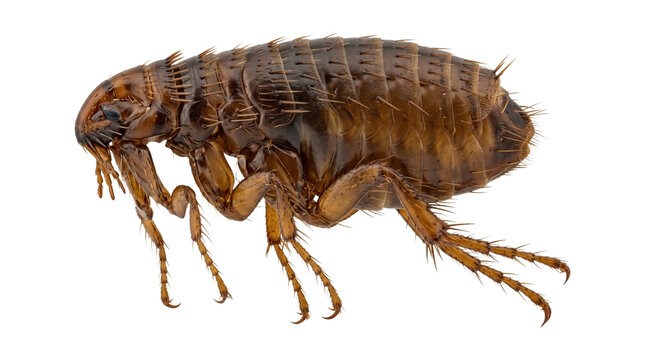 Side view of a brown flea insect, parasitic arthropod, detailed exoskeleton, six legs, biting mouthparts, magnified view, pest control, allergy trigger, isolated on transparent background.