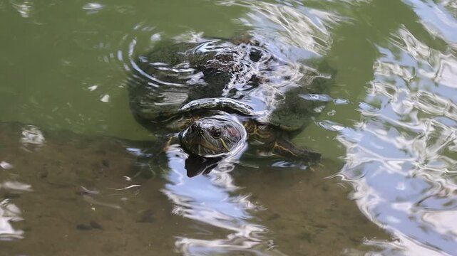 Freshwater Red Slider Turtle Swimming in a Pond