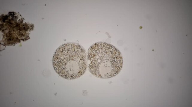 Microscopy of testate amoeba undergoing binary fission cell division 