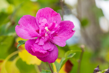 Obraz premium Gorgeous double-flowered rose of Sharon blooming vividly in an early summer garden, beautiful nature close-up shining against a green background