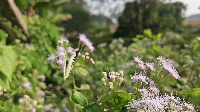 Common Gull butterfly Feeding on White Wildflowers, Butterfly Pollination, Macro Wildlife Close Up, Butterfly in Nature, Tropical Garden, Slow Motion Cinematic Stock Video