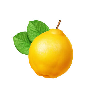 カリン イラスト リアル 花梨