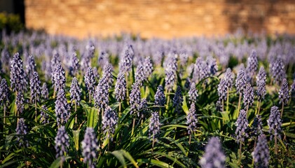 Obraz premium Vibrant Field of Lavender Grape Hyacinth Flowers (Muscari botryoides) in Lush Green Foliage on a Sunny Day, Evoking Serenity, Growth, and Natural Beauty, Perfect for Spring Themes