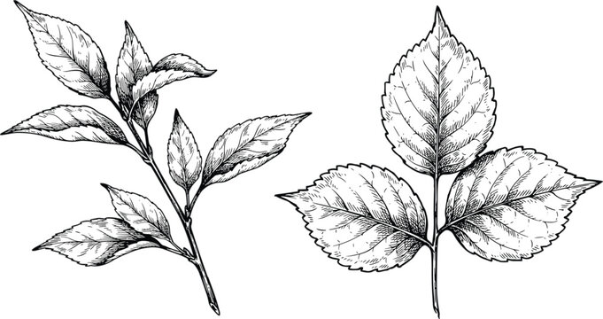 Vintage engraved botanical leaf branch collection, hand drawn floral foliage sketch nature vector illustration isolated design set