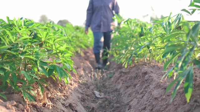Trending Farmer Using Digital Tablet Quality Inspection Cassava Field Modern Agrotech Concept in 4K Ultra HD footage.
