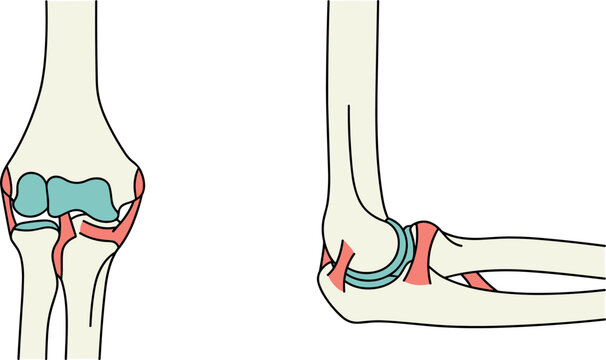 Human Elbow Joint Anatomy Vector Diagram Showing Anterior and Lateral Views of Humerus Radius Ulna Bones Cartilage and Joint Ligaments