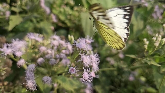 Common Gull butterfly Feeding on White Wildflowers, Butterfly Pollination, Macro Wildlife Close Up, Butterfly in Nature, Tropical Garden, Slow Motion Cinematic Stock Video