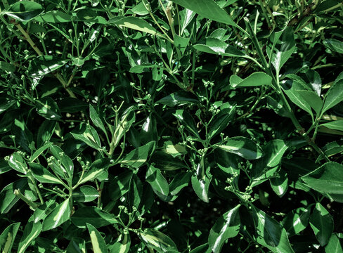 Backdrop of a lush variegated Euonymus Japonicus shrub with glossy green leaves. Natural highlights the organic texture and small emerging flower buds in spring. Botanical background.