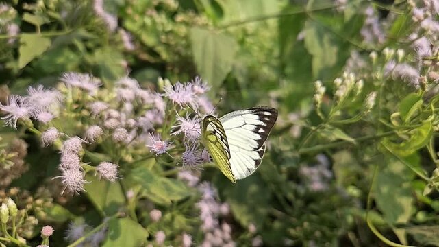 Common Gull butterfly Feeding on White Wildflowers, Butterfly Pollination, Macro Wildlife Close Up, Butterfly in Nature, Tropical Garden, Slow Motion Cinematic Stock Video