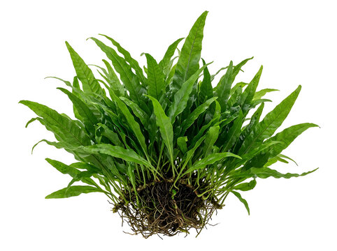 Java Fern Microsorum pteropus plant with lush green leaves and exposed roots, isolated on transparent background