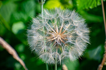 Close‑Up View of Common Dandelion (Taraxacum officinale) Flower Head © Frank Goma