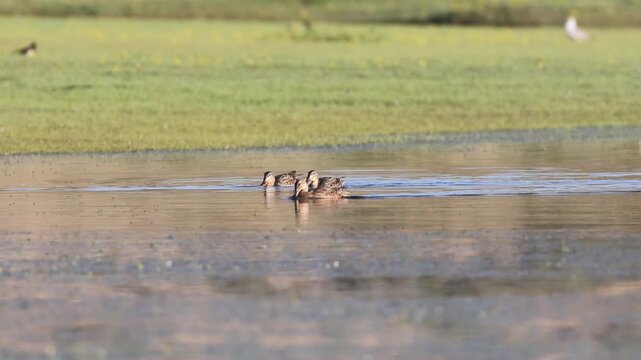 Three mallard hens (Anas platyrhynchos) swim and dabble together at Shugru Reservoir, Lassen County, California, their reflections glowing in morning light.
