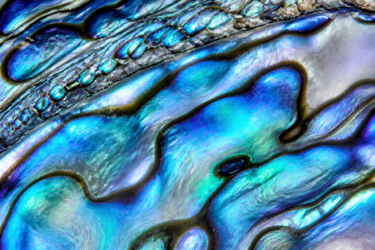 Abalone shell showing iridescent nacre pattern in closeup