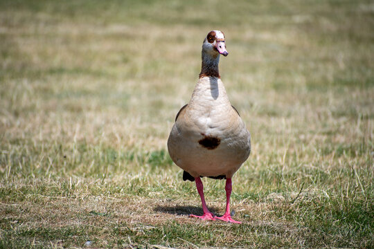 Egyptian Goose Foraging for Food at Highfield Park in Nottingham, UK