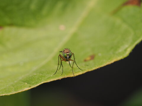Peque&ntilde;a mosca de patas largas (Dolichopodidae) posada de frente en el borde de una hoja; destacan sus enormes ojos compuestos verdosos, su rostro plateado y las marcadas quetas de su cuerpo.