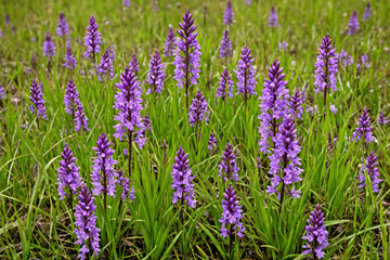 Obraz premium A Field of Vibrant Purple Early Marsh Orchid Flowers in Spring