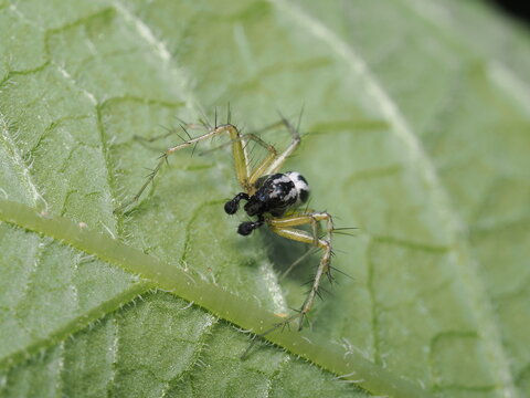 Macho de ara&ntilde;a lince (Oxyopes, Oxyopidae) en el env&eacute;s de una hoja; destacan las largas espinas negras de sus patas transl&uacute;cidas, sus ocelos frontales y sus llamativos pedipalpos bulbosos.