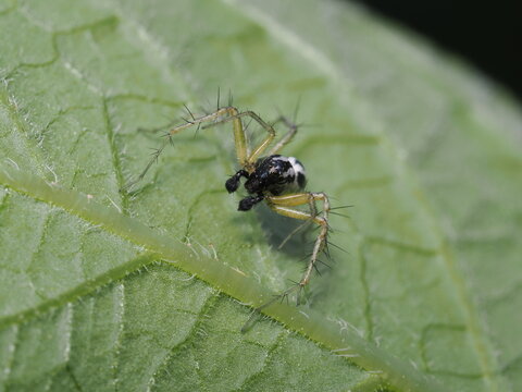 Macho de ara&ntilde;a lince (Oxyopes, Oxyopidae) en el env&eacute;s de una hoja; destacan las largas espinas negras de sus patas transl&uacute;cidas, sus ocelos frontales y sus llamativos pedipalpos bulbosos.