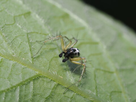 Macho de ara&ntilde;a lince (Oxyopes, Oxyopidae) en el env&eacute;s de una hoja; destacan las largas espinas negras de sus patas transl&uacute;cidas, sus ocelos frontales y sus llamativos pedipalpos bulbosos.