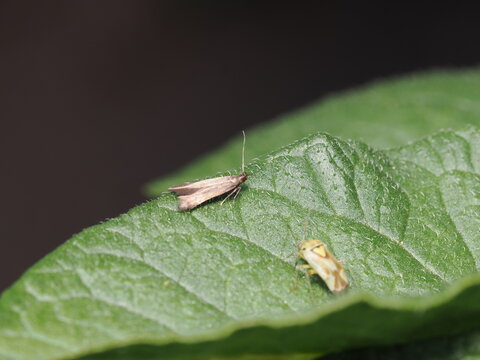 Una polilla Tuta absoluta (Gelechiidae) y un chinche Nesidiocoris (Miridae) comparten la superficie de una hoja verde vellosa, mostrando el contraste de sus estructuras en un n&iacute;tido plano macro.