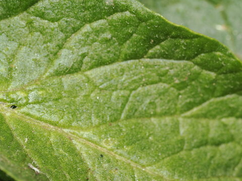 Plano de detalle macro centrado en la textura de una hoja verde rugosa; se aprecian con nitidez sus nervaduras ramificadas, el relieve de su superficie y una ligera vellosidad.