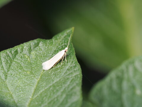 Una peque&ntilde;a polilla de color blanco satinado reposa sobre el borde de una hoja verde vellosa; destacan sus largas antenas filiformes extendidas hacia el frente y sus ojos oscuros en contraste.