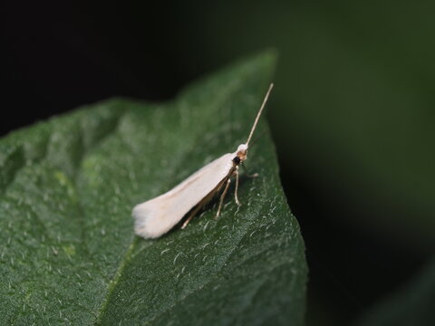 Una peque&ntilde;a polilla de color blanco satinado reposa sobre el borde de una hoja verde vellosa; destacan sus largas antenas filiformes extendidas hacia el frente y sus ojos oscuros en contraste.