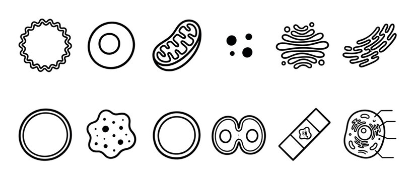 Collection of cell biology icons showing organelles and cellular processes in a minimalist black outline style for scientific and educational schematic diagrams
