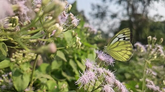 Common Gull butterfly Feeding on White Wildflowers, Butterfly Pollination, Macro Wildlife Close Up, Butterfly in Nature, Tropical Garden, Slow Motion Cinematic Stock Video
