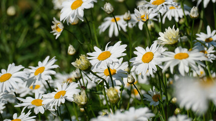 Fototapeta premium Blooming oxeye daisy flowers in sunny summer meadow