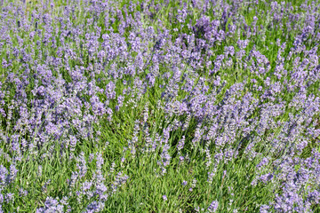 Obraz premium Lavender fields sway gently under the warm summer sun
