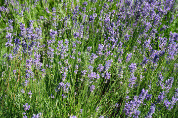 Obraz premium Lavender blooms brighten the sunny field with soft purple hues