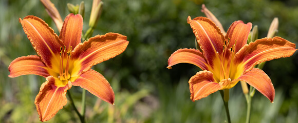 Fototapeta premium Two orange flowers with yellow highlights stand out in a garden. The flowers are open under the sunlight. Green plants surround them.