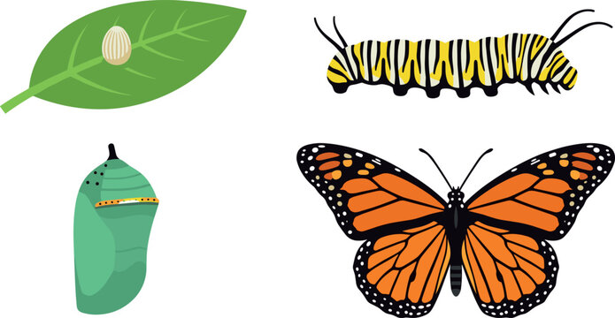 Monarch Butterfly Life Cycle Vector Set Featuring Egg on Green Leaf Striped Caterpillar Chrysalis Pupa and Adult Butterfly Metamorphosis Stages