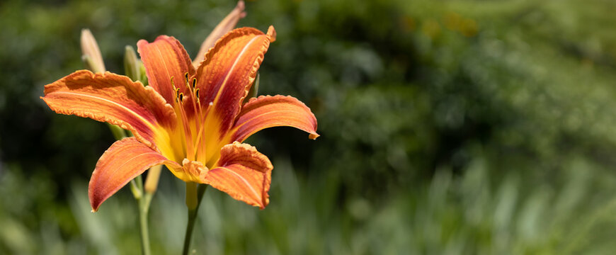 A single orange flower opens in a garden. Green plants surround it under a clear sky. The sunlight highlights the colors of the petals. Bees can be seen flying nearby.