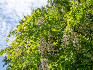 Fototapeta premium Blooming black locust tree (Robinia pseudoacacia) with white flower clusters and fresh green leaves against a blue sky. Spring blossoms in natural sunlight.
