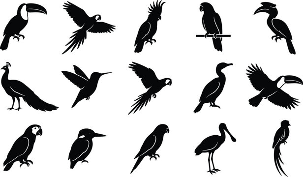 Exotic tropical birds and wild jungle parrots black silhouette vector illustration graphic icon set