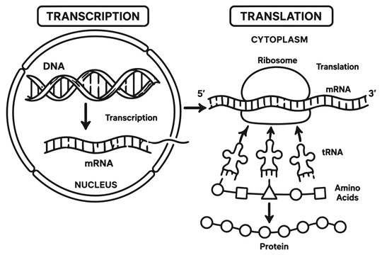 Dna transcription and protein translation biological process Vector