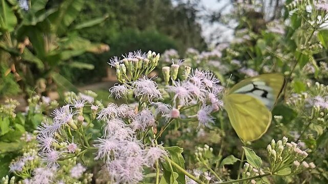 Common Gull butterfly Feeding on White Wildflowers, Butterfly Pollination, Macro Wildlife Close Up, Butterfly in Nature, Tropical Garden, Slow Motion Cinematic Stock Video
