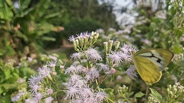 Common Gull butterfly Feeding on White Wildflowers, Butterfly Pollination, Macro Wildlife Close Up, Butterfly in Nature, Tropical Garden, Slow Motion Cinematic Stock Video