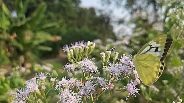 Common Gull butterfly Feeding on White Wildflowers, Butterfly Pollination, Macro Wildlife Close Up, Butterfly in Nature, Tropical Garden, Slow Motion Cinematic Stock Video